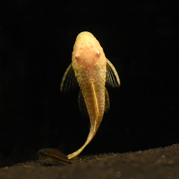 Goldener Antennenwels, Ancistrus dolichopterus sp. Gold